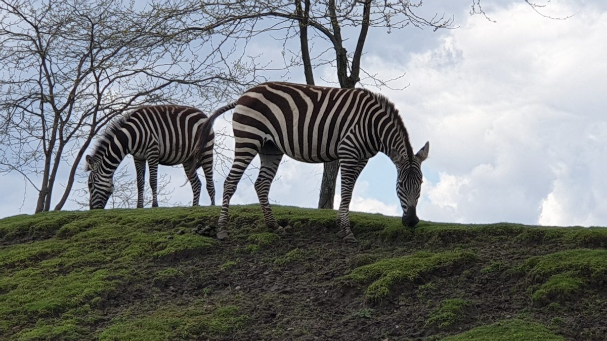 Zebra, Zebra, Nederland