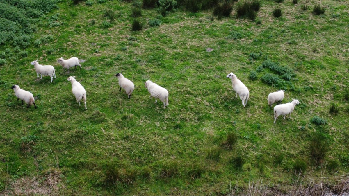 Schapen, Schapen