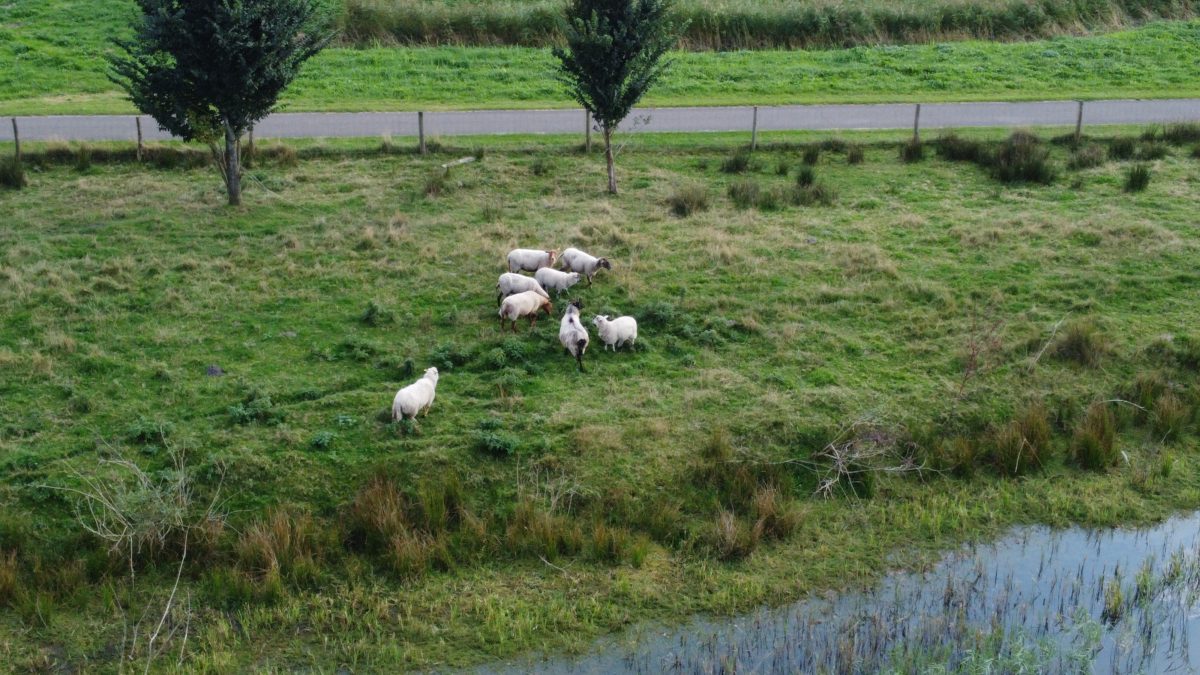 Schapen, Schapen