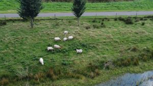 Schapen, Schapen