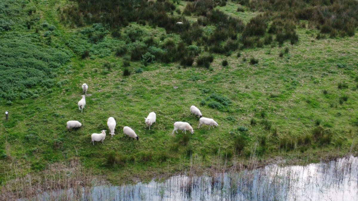 Schapen, Schapen