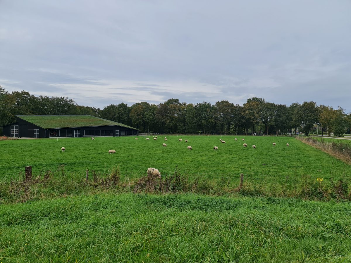 Schapen