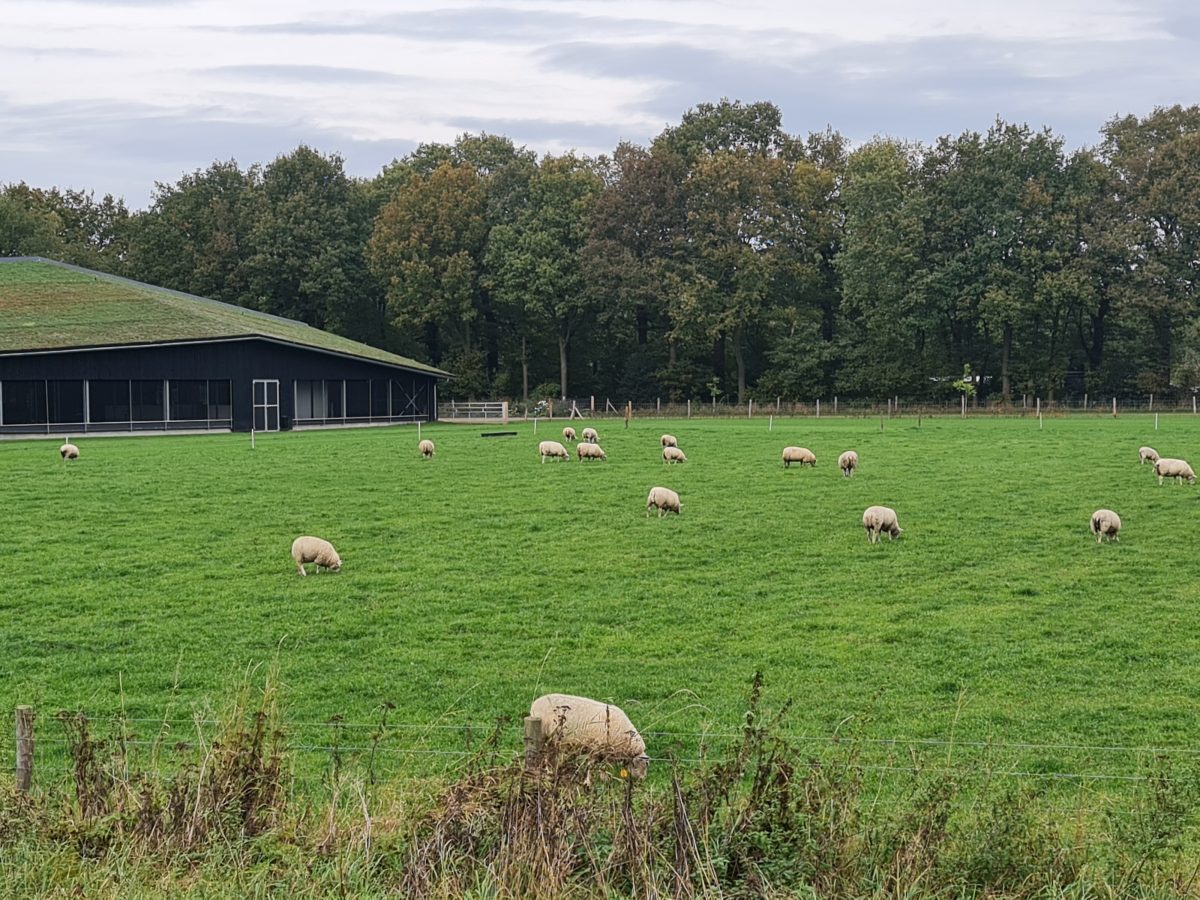 Schapen