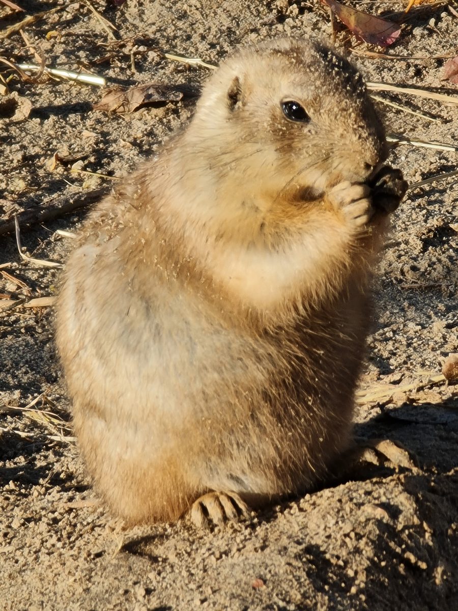 Prairiehond